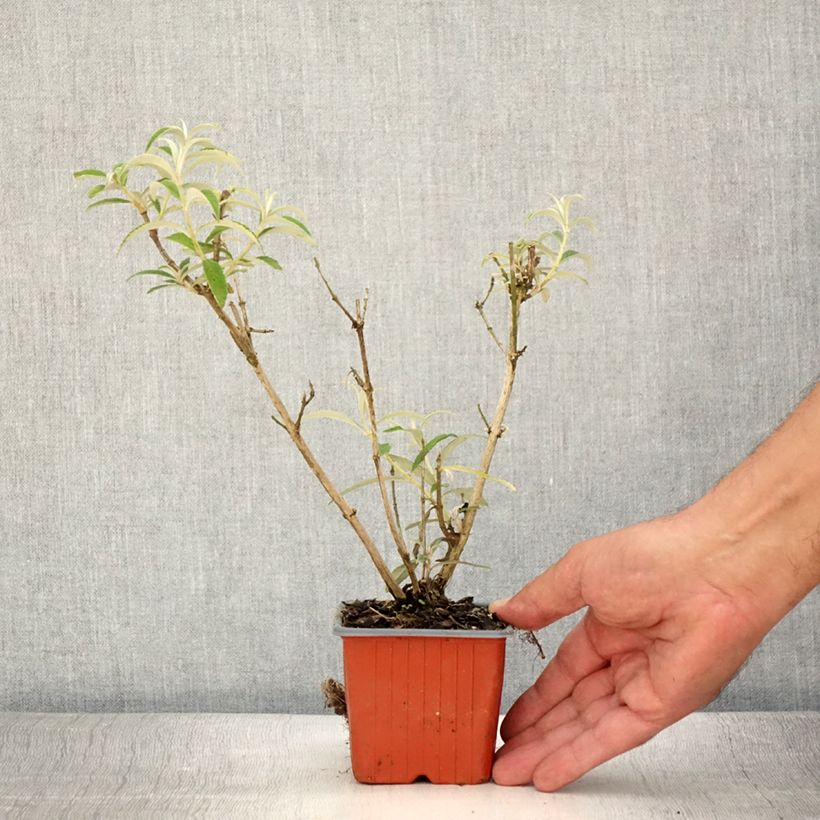 Buddleja davidii White Ball White - Butterfly Bush 8/9 cm pot sample as delivered in summer