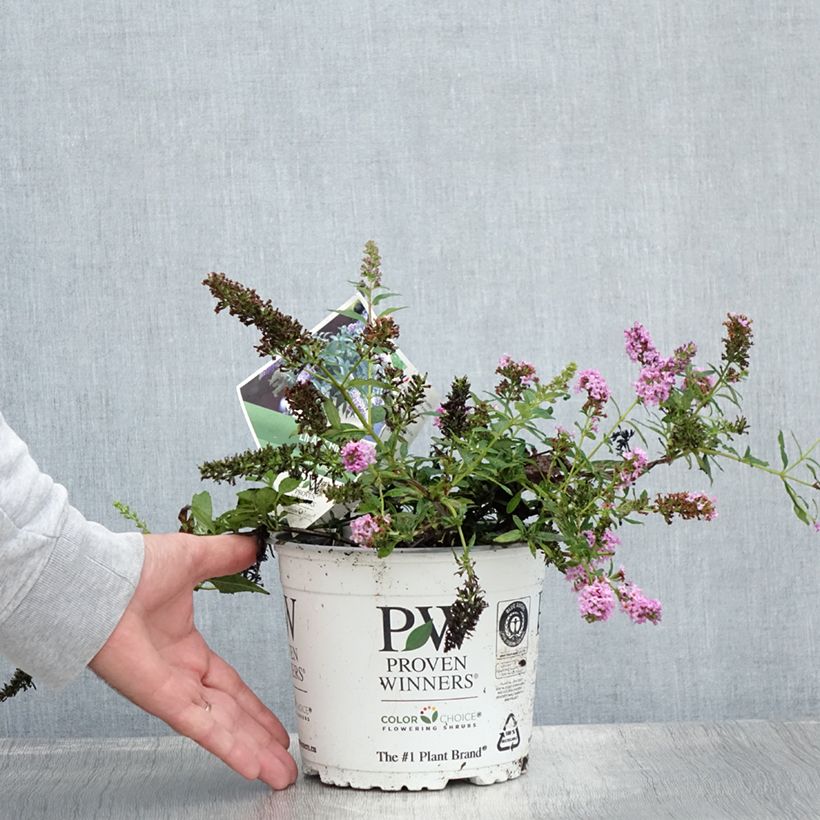 Buddleja davidii Lilac Chip - Butterfly Bush 2L/3L pot sample as delivered in summer