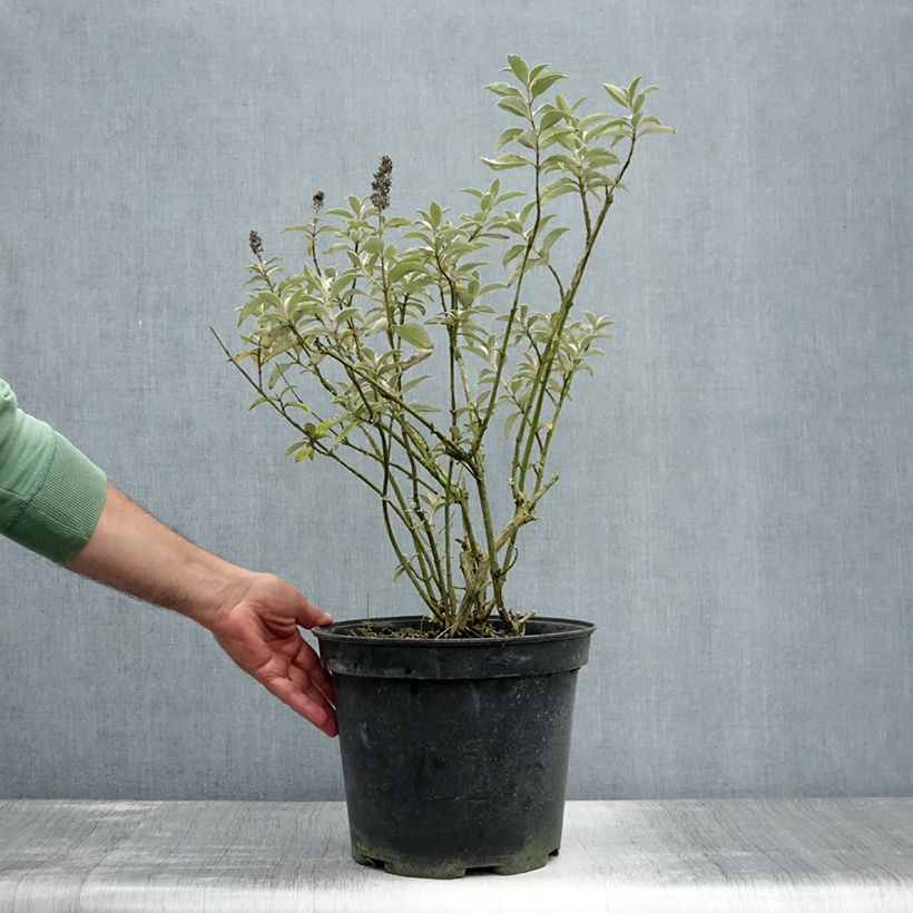 Buddleja Lochinch - Butterfly Bush 7.5L/10L pot sample as delivered in summer