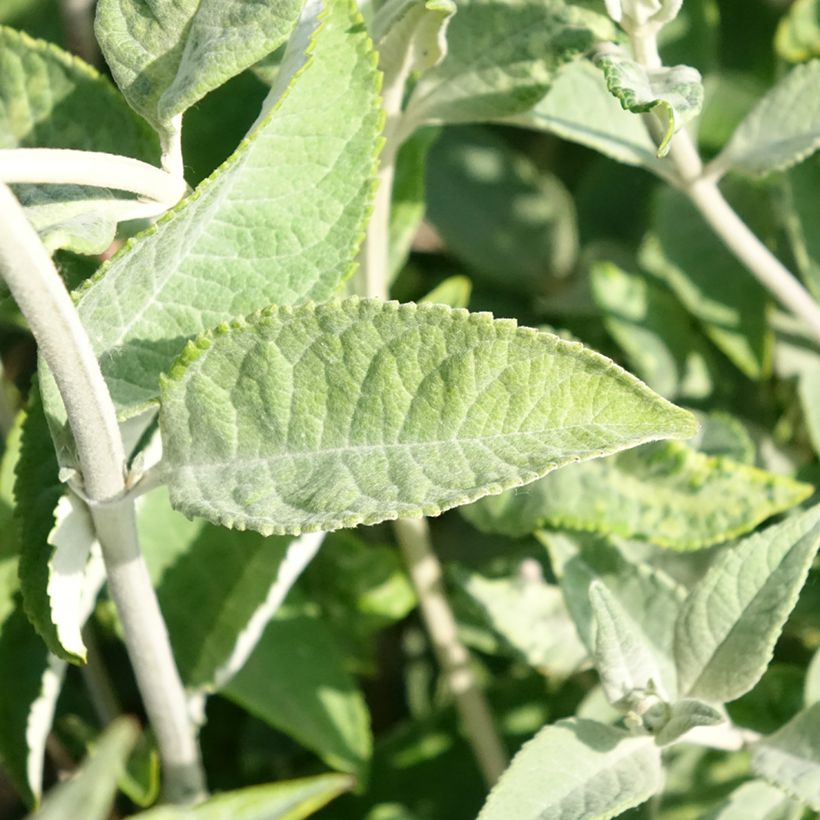 Buddleja Lochinch - Butterfly Bush (Foliage)