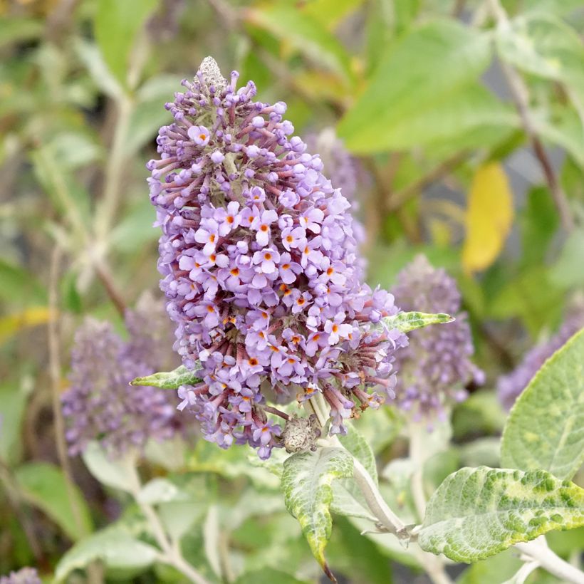Buddleja Lochinch - Butterfly Bush (Flowering)