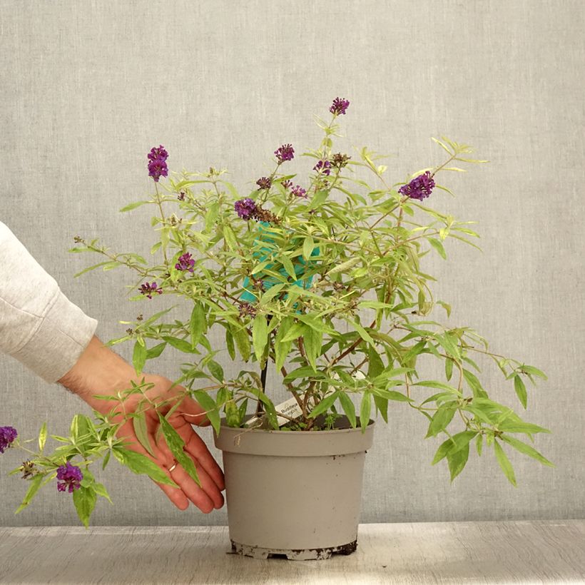 Buddleia Magda's Gold Knight - Butterfly Bush 3L/4L pot sample as delivered in autumn