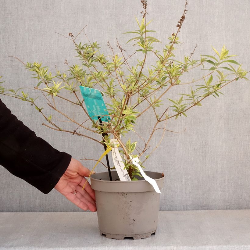 Buddleia Magda's Gold Knight - Butterfly Bush 3L/4L potShipped height around 40/50cm sample as delivered in spring