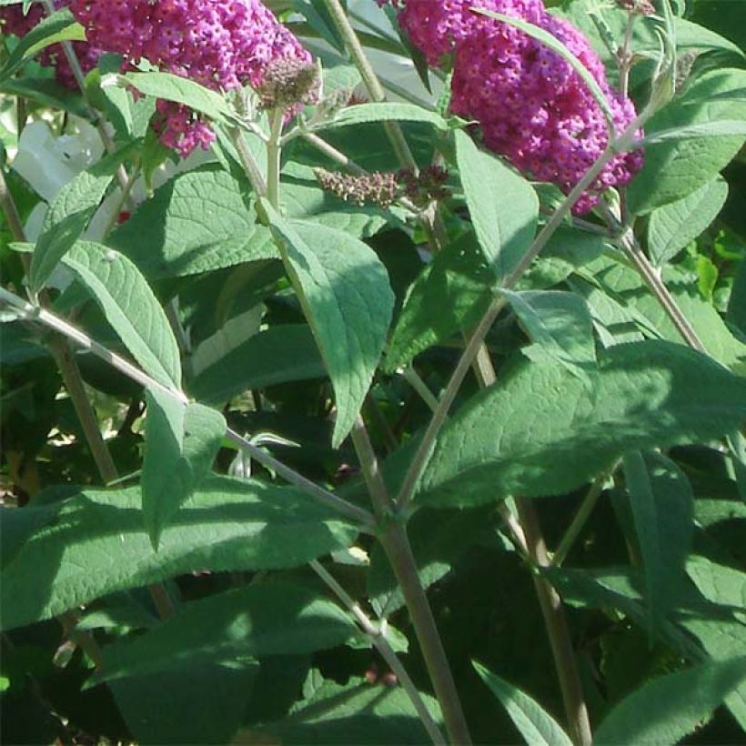 Buddleia Miss Ruby - Butterfly Bush (Foliage)