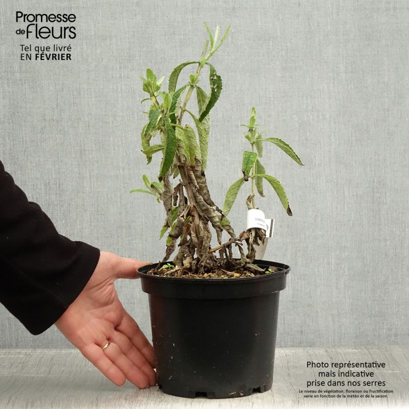 Buddleja Orange Sceptre 3L/4L pot sample as delivered in winter