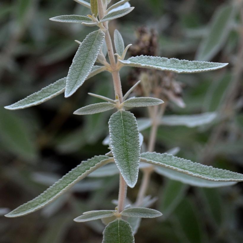 Buddleja Silver Anniversary - Butterfly Bush (Foliage)