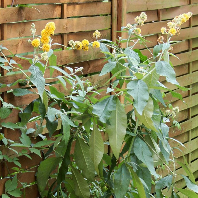 Buddleja x weyeriana Sungold (Plant habit)