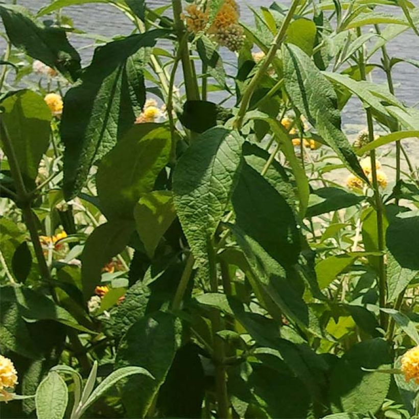 Buddleja x weyeriana Sungold (Foliage)