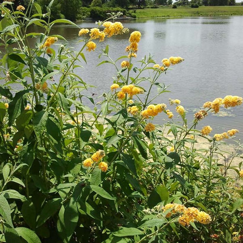 Buddleja x weyeriana Sungold (Flowering)