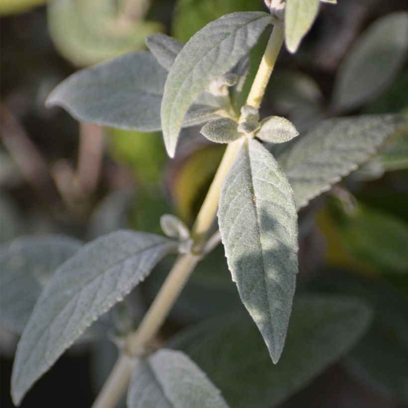 Buddleia White Chip - Butterfly Bush (Foliage)