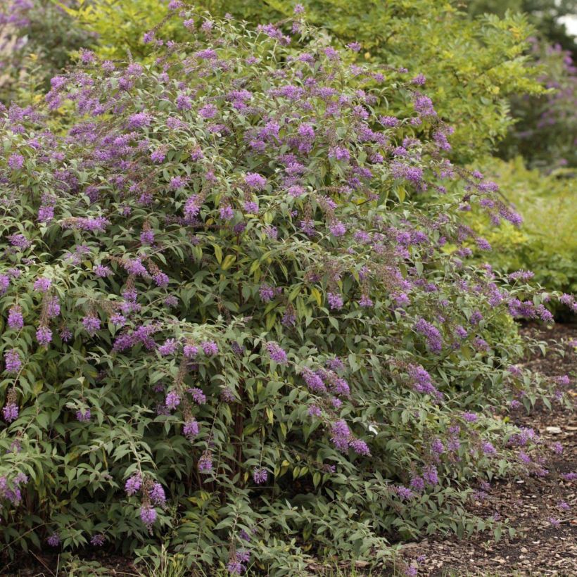 Buddleja davidii Argus Velvet - Butterfly Bush (Plant habit)