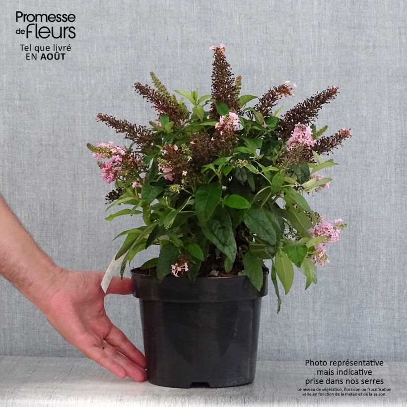 Buddleja davidii Butterfly Candy Little Pink - Butterfly Bush 3L/4L pot sample as delivered in summer