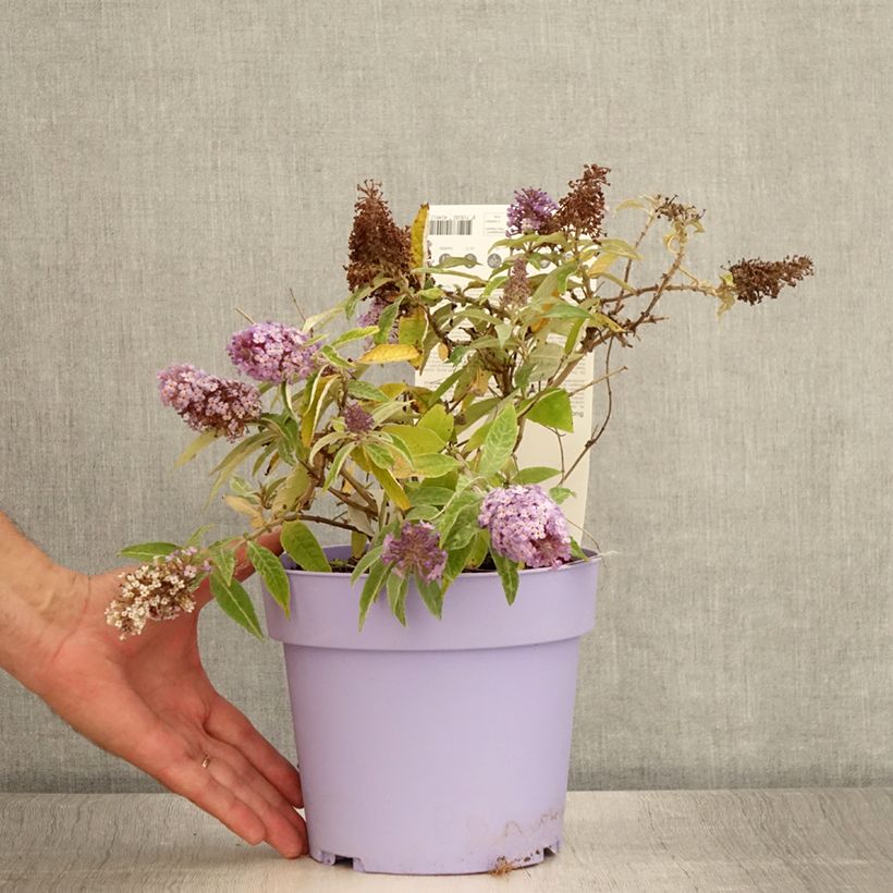 Buddleja davidii Butterfly Candy Lila Sweetheart - Butterfly Bush 3L/4L pot sample as delivered in summer