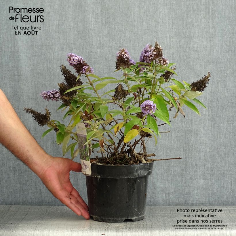 Buddleja davidii Butterfly Candy Little Lila - Butterfly Bush 3L/4L pot sample as delivered in summer