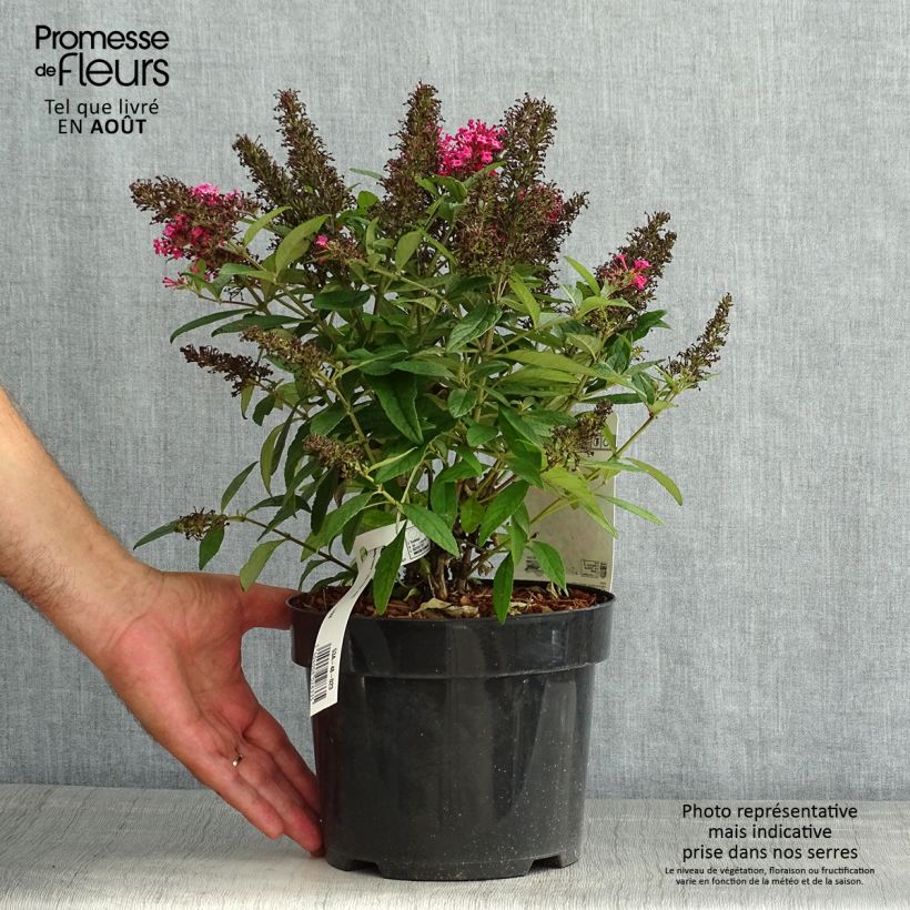 Buddleja davidii Butterfly Candy Little Ruby - Butterfly Bush 3L/4L pot sample as delivered in summer