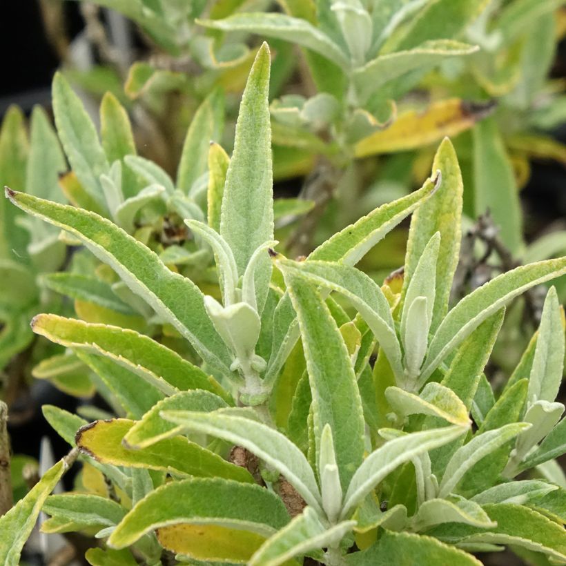 Buddleja davidii Butterfly Candy Little White - Butterfly Bush (Foliage)