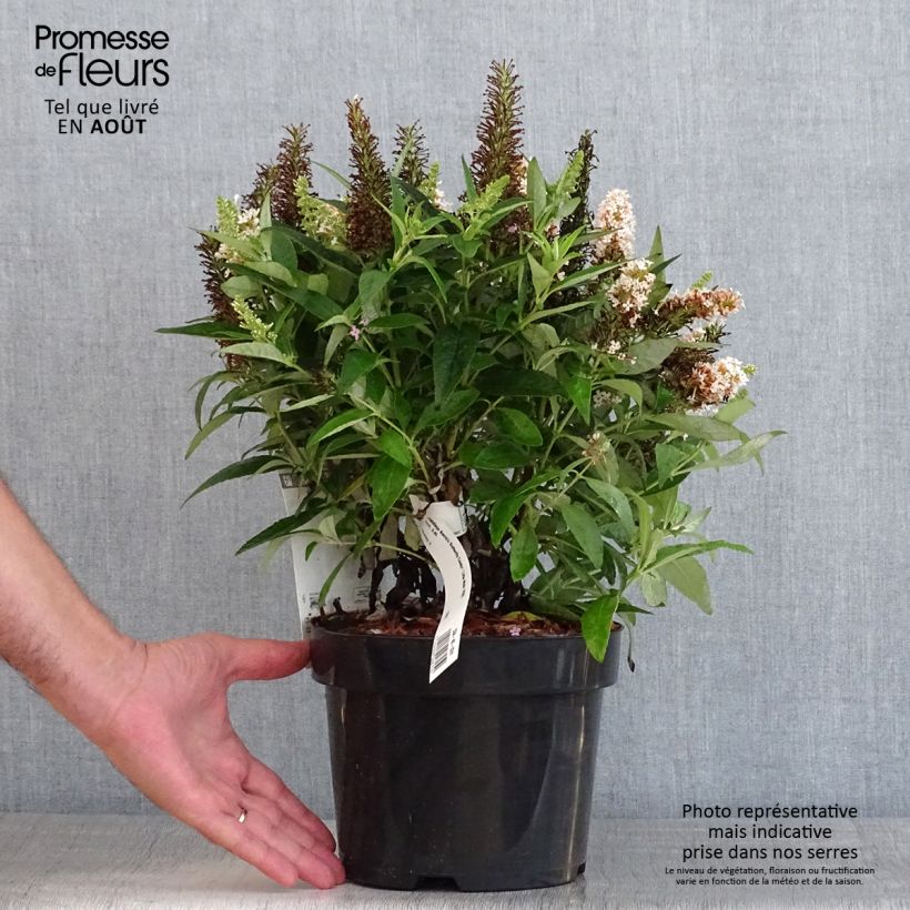 Buddleja davidii Butterfly Candy Little White - Butterfly Bush 3L/4L pot sample as delivered in summer