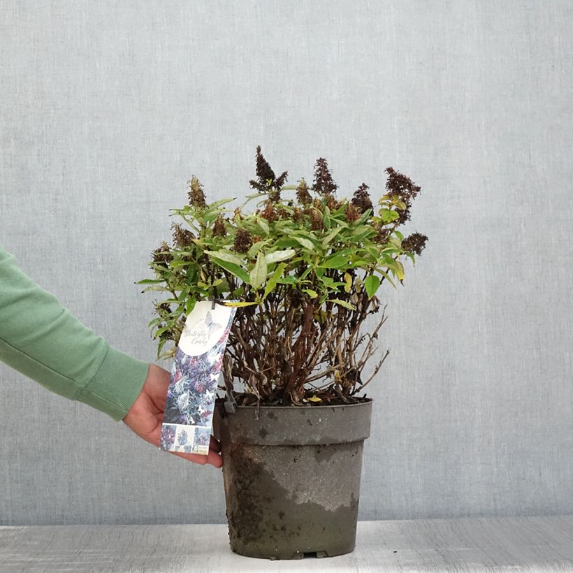 Buddleja davidii Butterfly Candy Little Purple, Little Pink, Little Lila - Butterfly Bush 6L/7L pot sample as delivered in summer