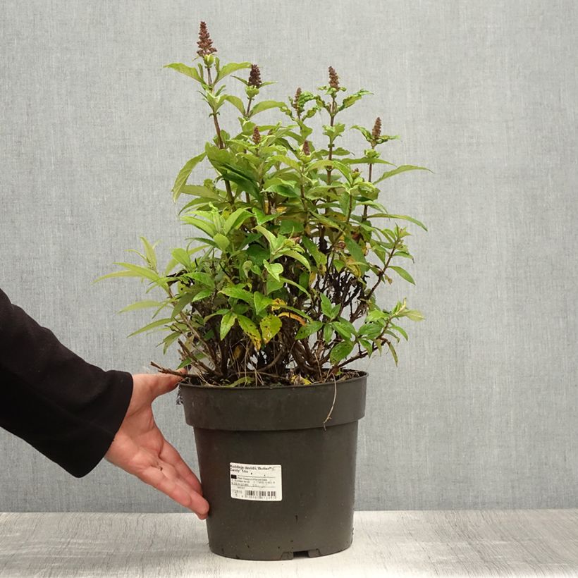 Buddleja davidii Butterfly Candy Little Sweetheart, Little White, Little Ruby - Butterfly Bush 6L/7L pot sample as delivered in summer