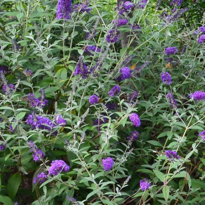 Buddleja davidii Groovy Grape - Butterfly Bush (Flowering)