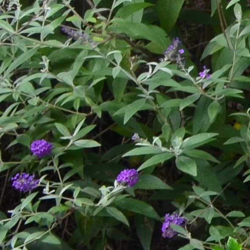 Buddleja davidii Groovy Grape - Butterfly Bush (Foliage)