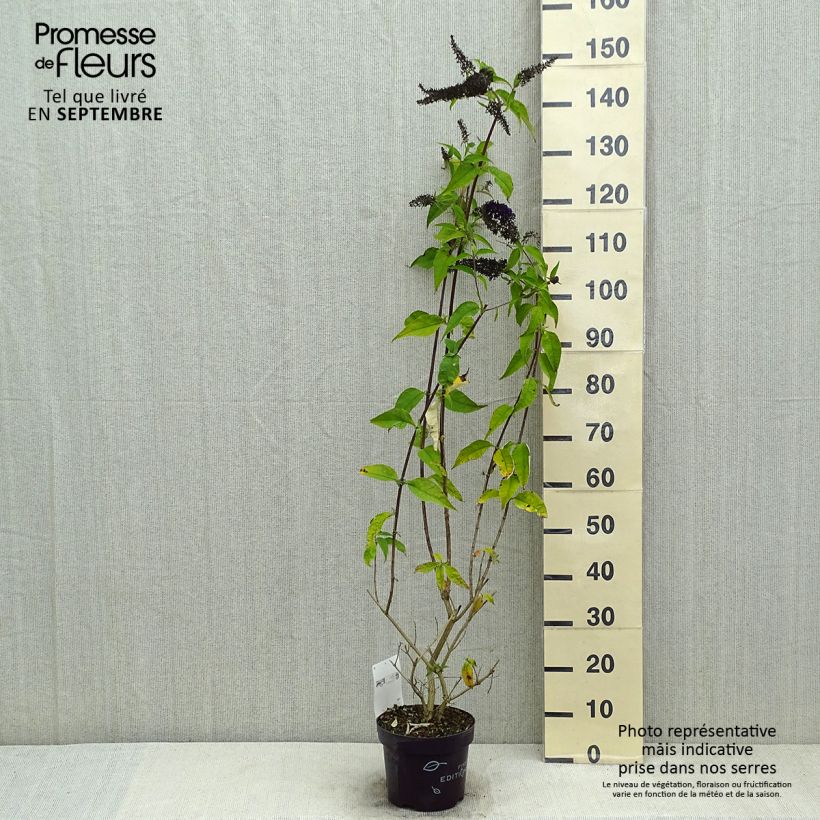 Buddleja davidii Groovy Grape - Butterfly Bush 3L/4L pot 30/40cm sample as delivered in summer