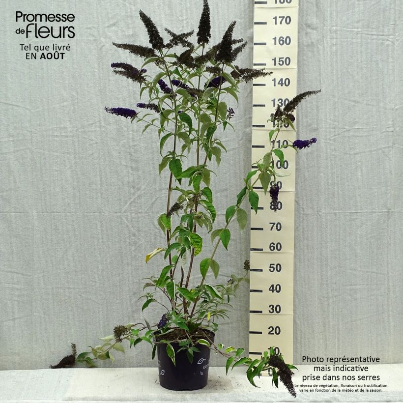 Buddleja davidii Groovy Grape - Butterfly Bush 7.5L/10L pot sample as delivered in summer
