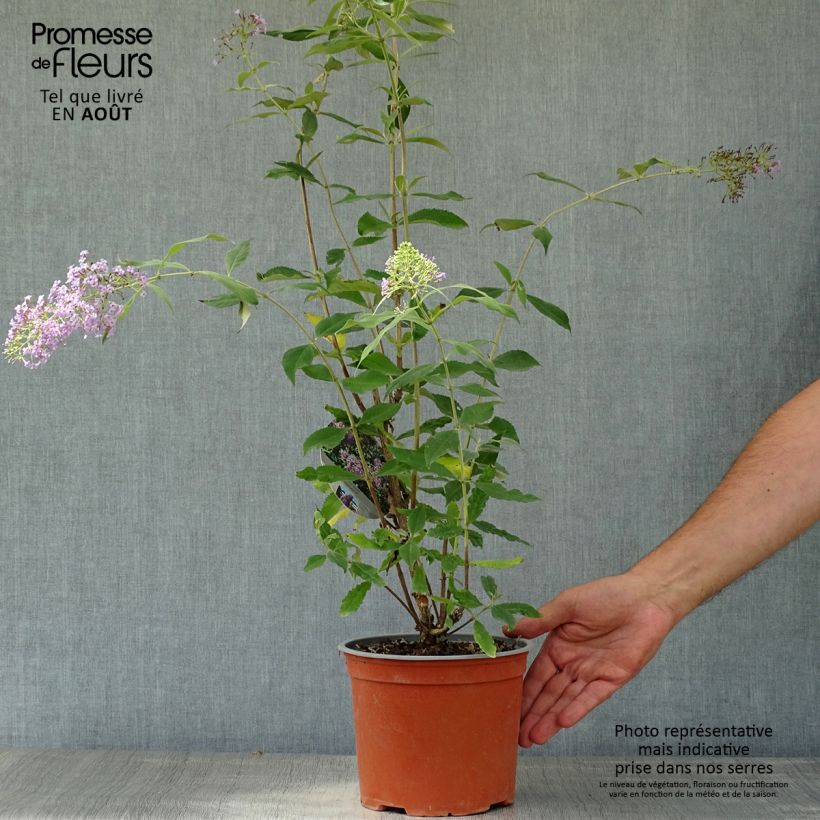 Buddleja davidii Gulliver - Butterfly Bush 3L/4L pot sample as delivered in summer