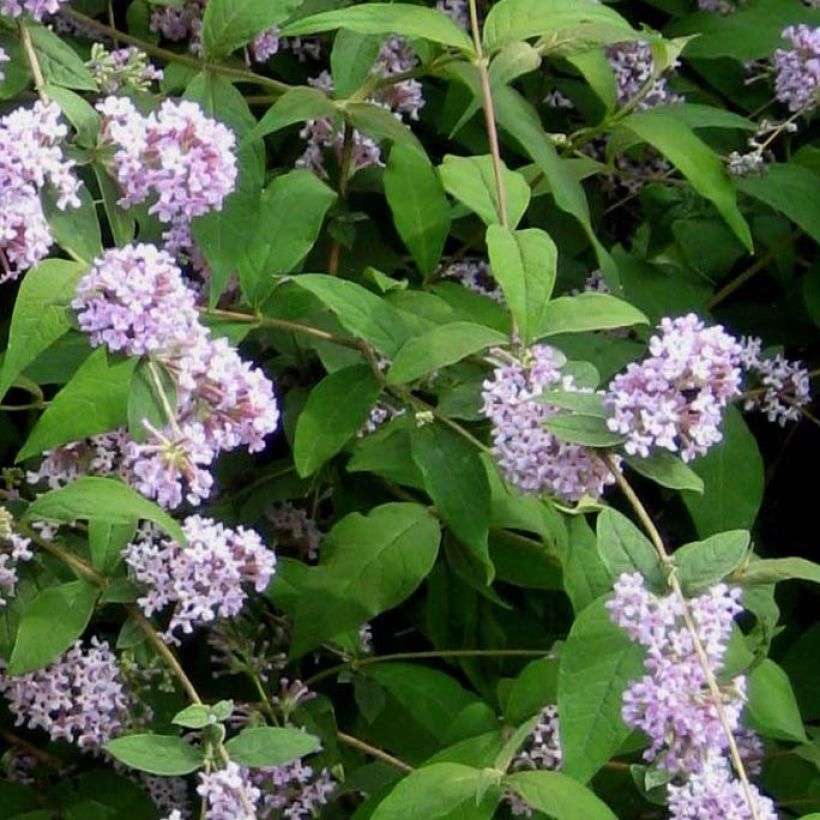 Buddleja delavayi - Butterfly Bush (Foliage)