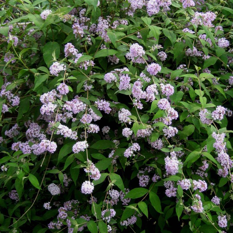 Buddleja delavayi - Butterfly Bush (Flowering)