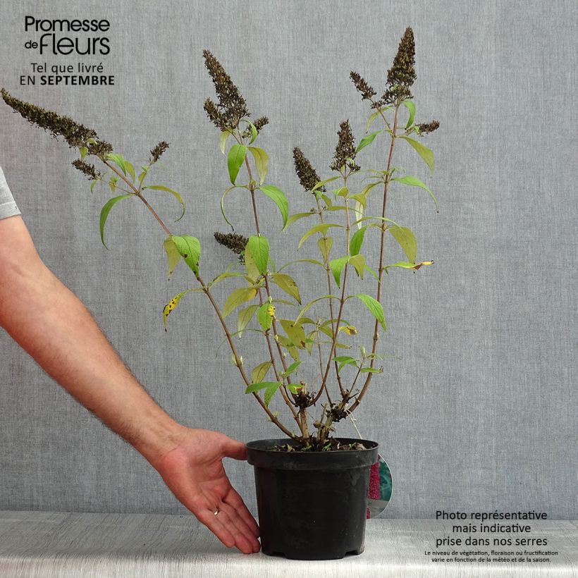 Buddleja davidii Peacock Peakeep - Butterfly Bush 3L/4L pot sample as delivered in summer