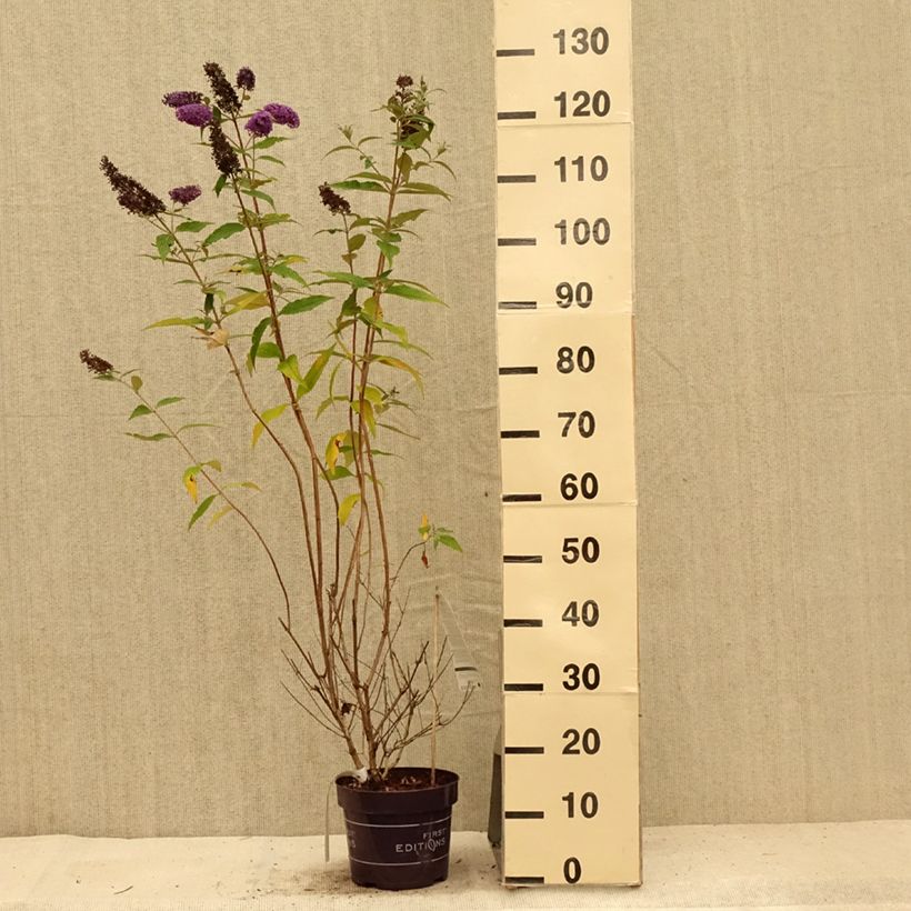 Buddleja davidii Psychedelic Sky - Butterfly Bush 2L/3L pot sample as delivered in summer