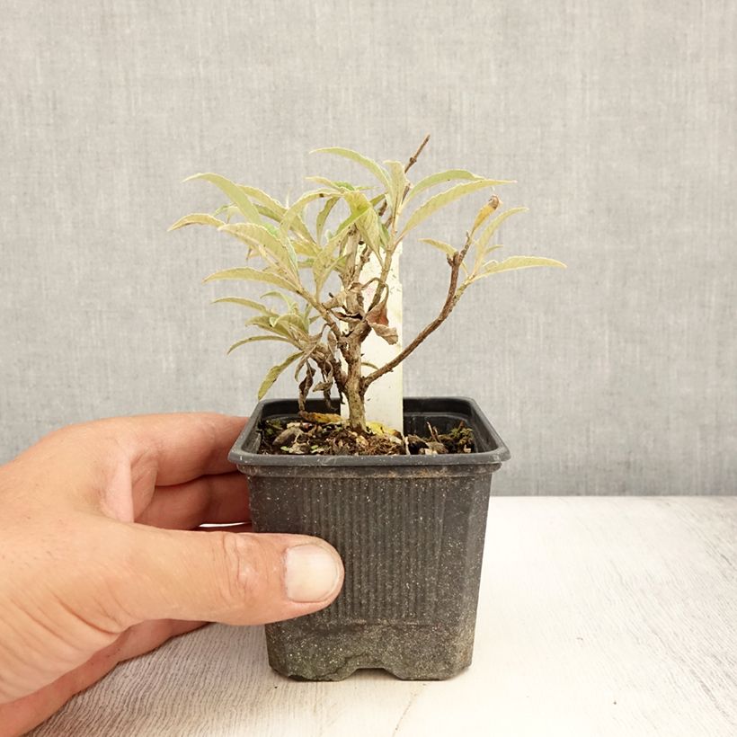 Buddleja davidii Wisteria Lane - Butterfly Bush 8/9 cm pot sample as delivered in summer