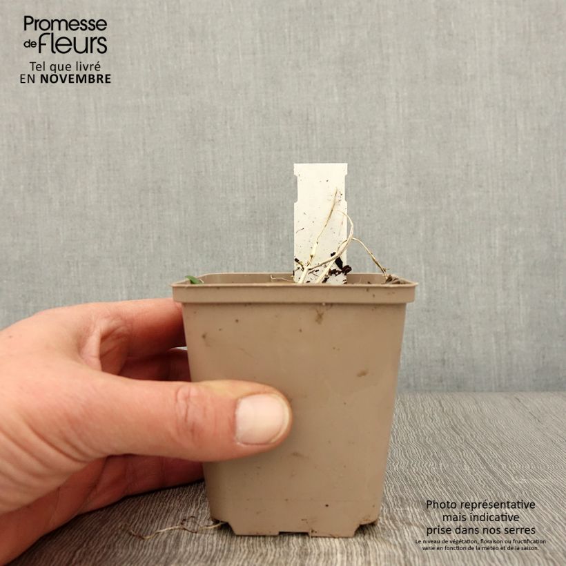 Ajuga incisa Frosted Jade 8/9 cm pot sample as delivered in autumn