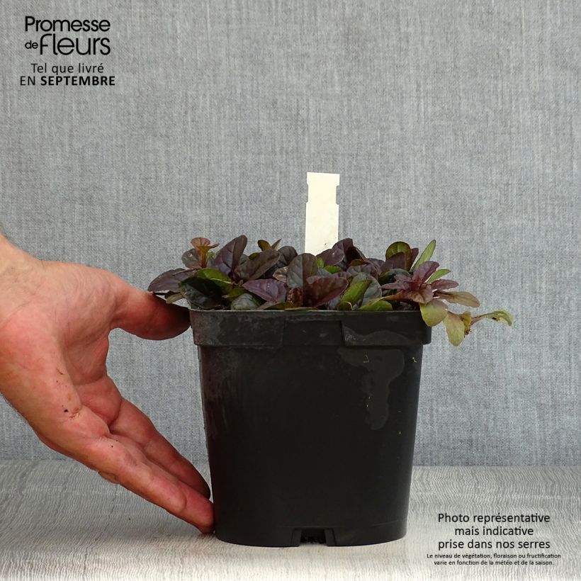 Ajuga reptans Atropurpurea 2L/3L pot sample as delivered in summer