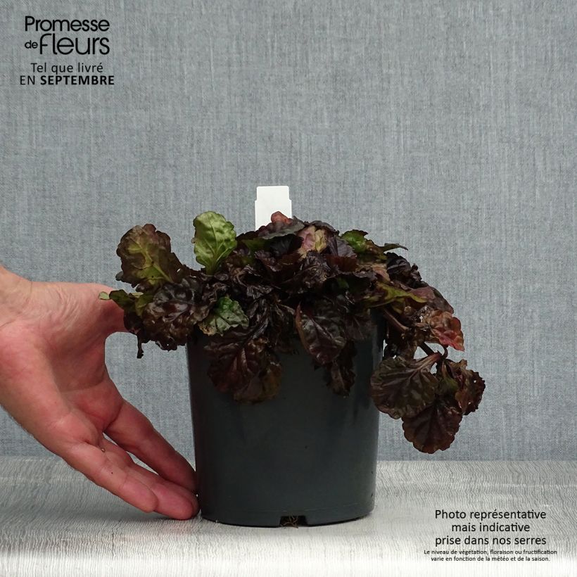 Ajuga reptans Black Scallop 2L/3L pot sample as delivered in summer
