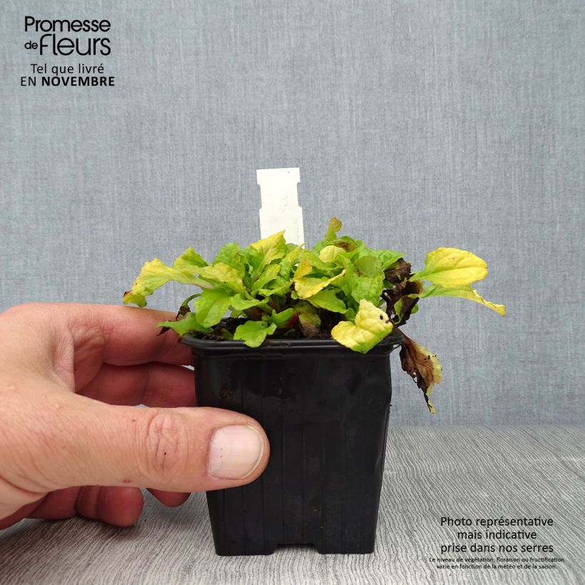 Ajuga reptans Gold Chang 8/9 cm pot sample as delivered in autumn