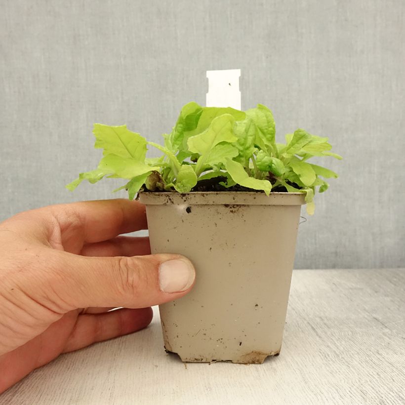 Ajuga reptans Golden Glow 8/9 cm pot sample as delivered in summer