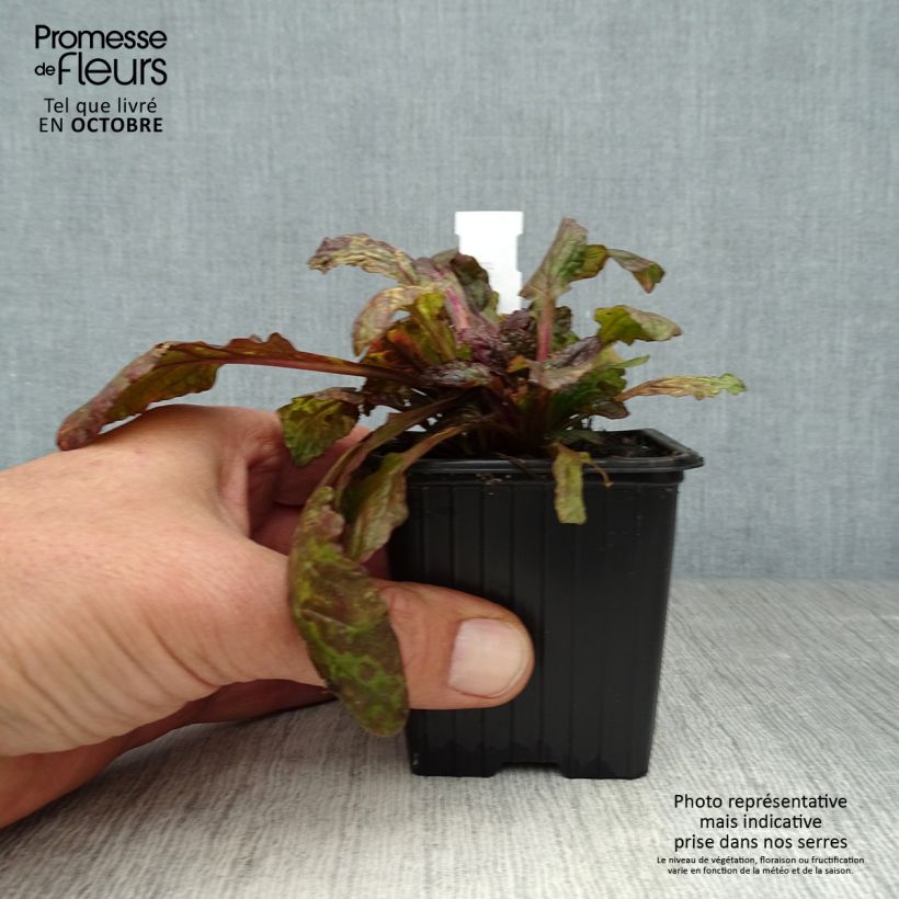 Ajuga reptans Multicolor - Rainbow 8/9 cm pot sample as delivered in autumn