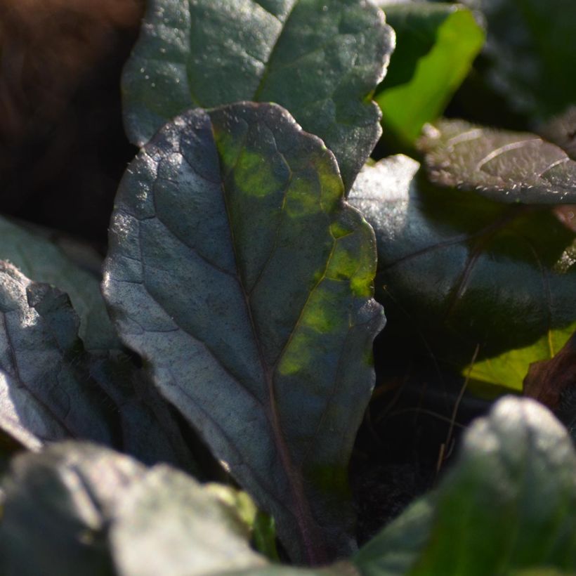 Ajuga reptans Purple Torch (Foliage)