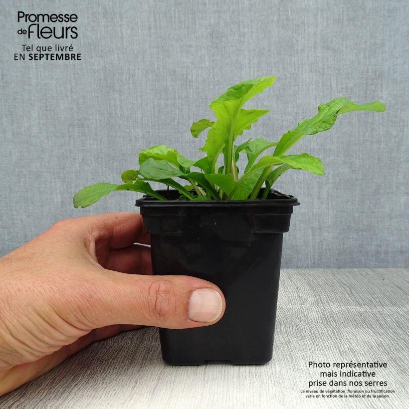Ajuga reptans Purple Torch 7/8 cm pot sample as delivered in summer