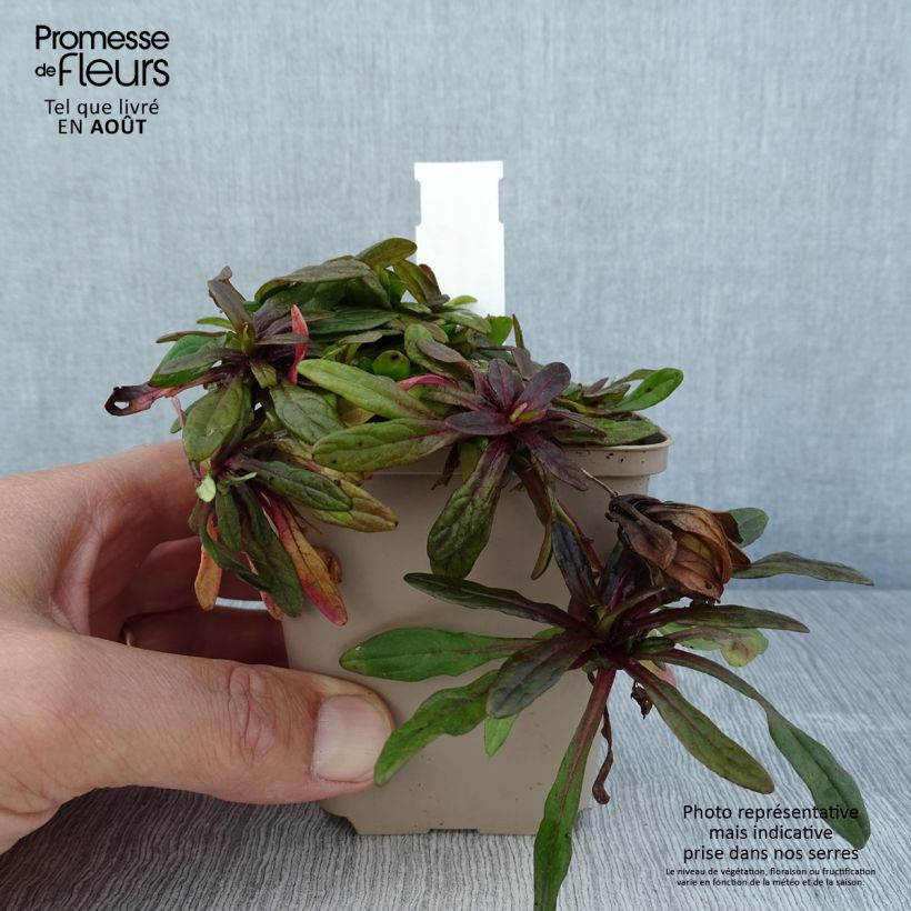 Ajuga x tenorii Dixie Chip 8/9 cm pot sample as delivered in summer