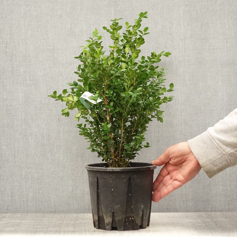 Buxus microphylla Faulkner - Boxwood 2L/3L pot sample as delivered in summer