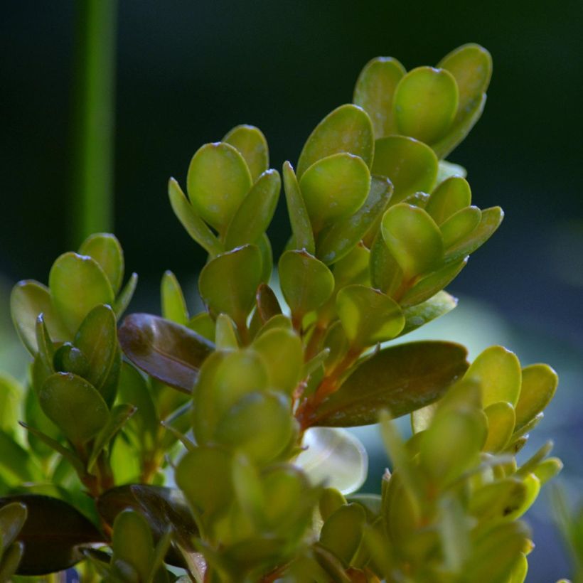 Buxus sempervirens Suffruticosa - Boxwood (Foliage)