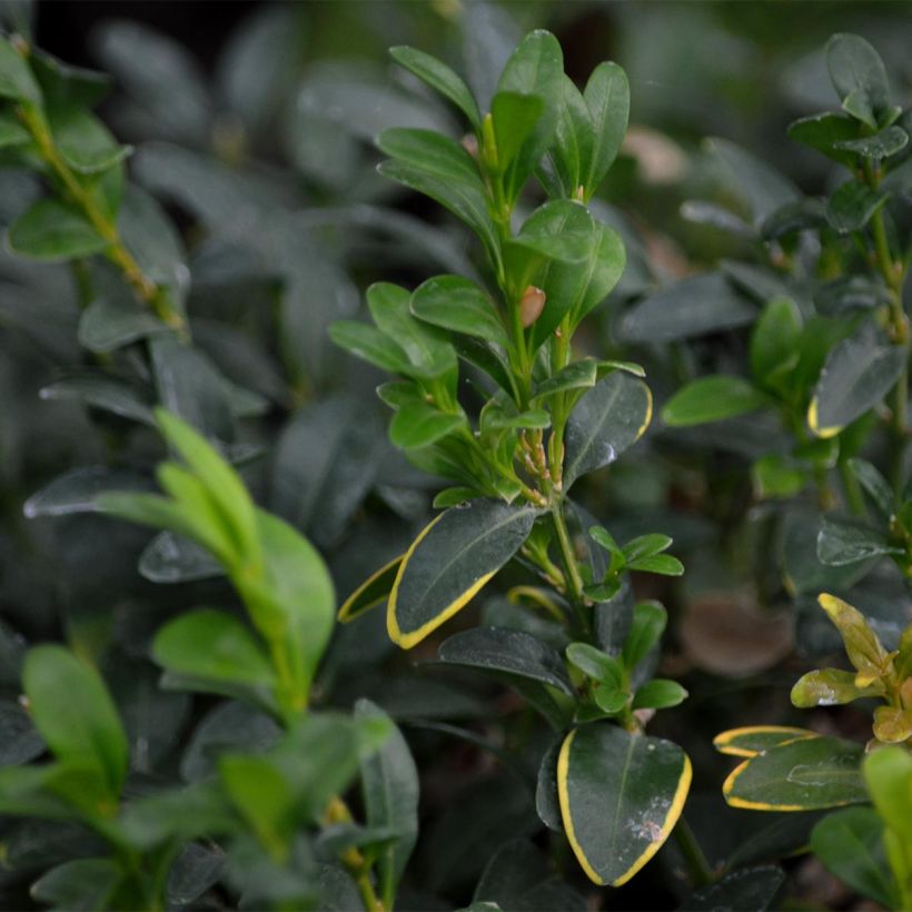 Buxus sempervirens - Boxwood (Foliage)