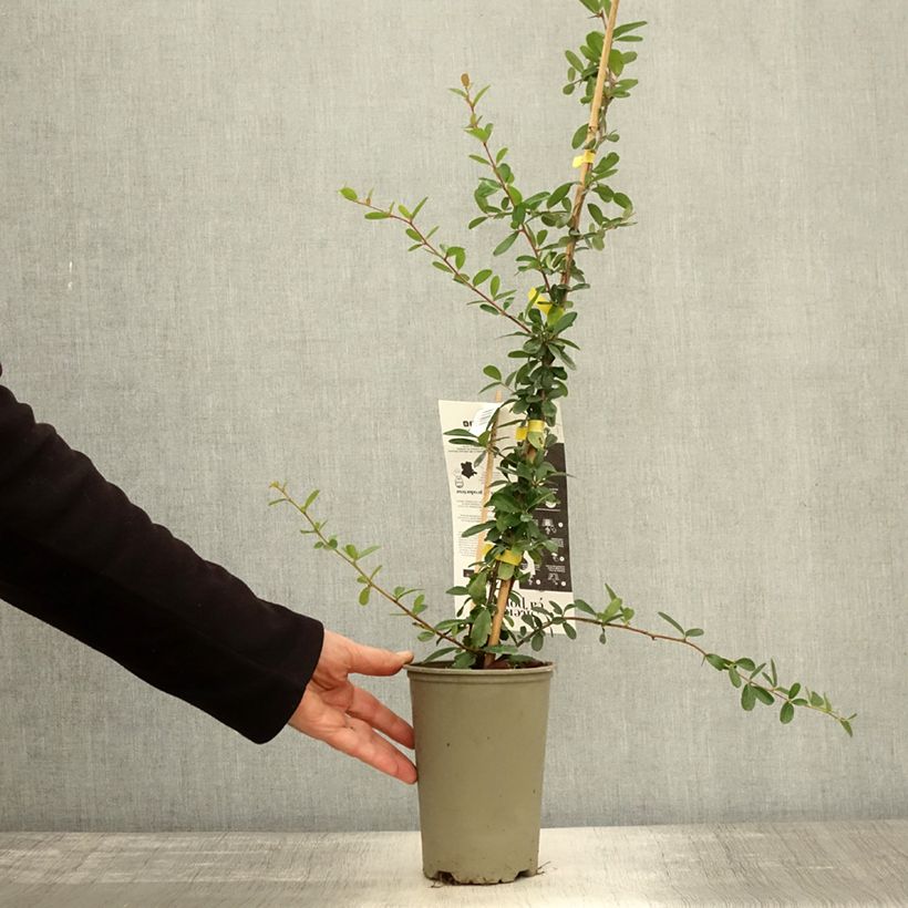 Pyracantha coccinea Saphyr Jaune - Scarlet Firethorn 2L/3L pot sample as delivered in autumn