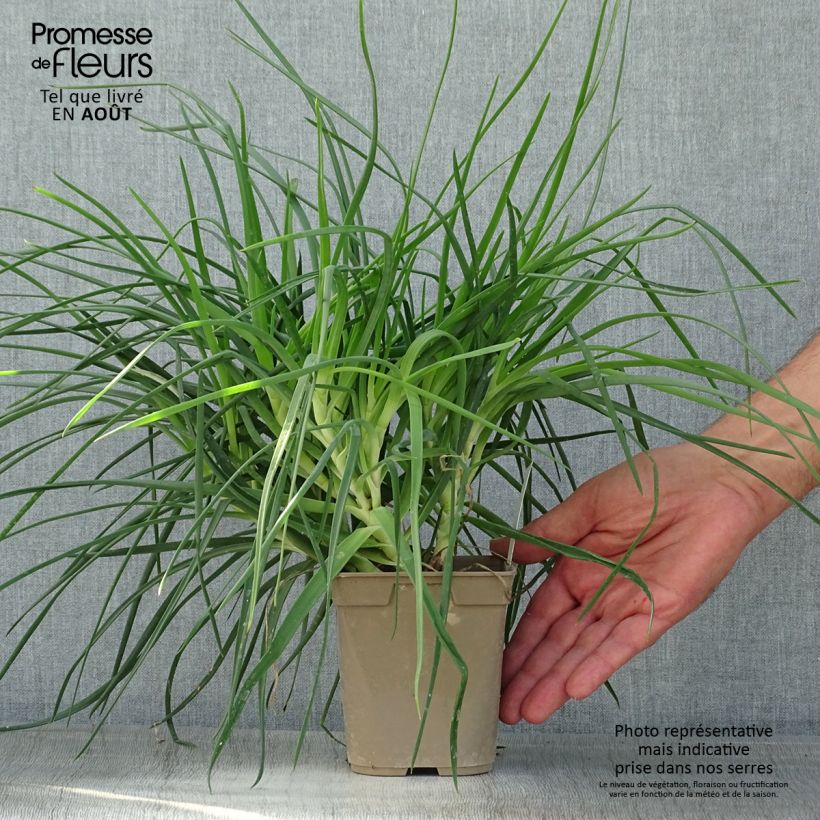 Bulbine frutescens 1L/1.5L pot sample as delivered in summer