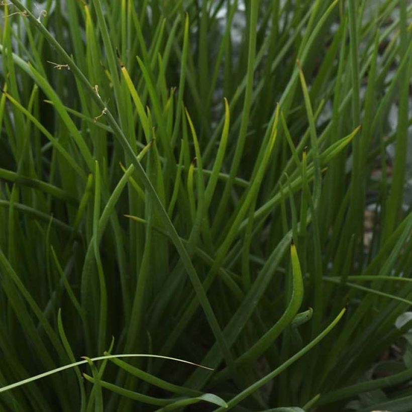 Bulbine frutescens (Foliage)