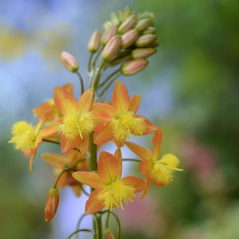 Bulbine frutescens (Flowering)