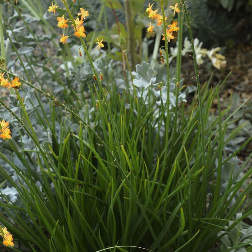 Bulbine frutescens (Plant habit)